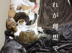 《14隻貓的理想睡法》緊貼彼此的同時還不忘確保飼主位置,只可惜現實往往不是這麼回事... 《14隻貓的理想睡法》緊貼彼此的同時還不忘確保飼主位置,只可惜現實往往不是這麼回事...