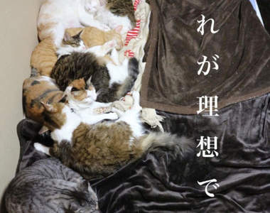 《14隻貓的理想睡法》緊貼彼此的同時還不忘確保飼主位置，只可惜現實往往不是這麼回事...