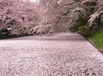 花季尾聲絕景《櫻花海》散落水面的櫻花花瓣彷彿粉紅絨毯鋪滿河川... 花季尾聲絕景《櫻花海》散落水面的櫻花花瓣彷彿粉紅絨毯鋪滿河川...