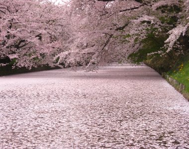 花季尾聲絕景《櫻花海》散落水面的櫻花花瓣彷彿粉紅絨毯鋪滿河川...