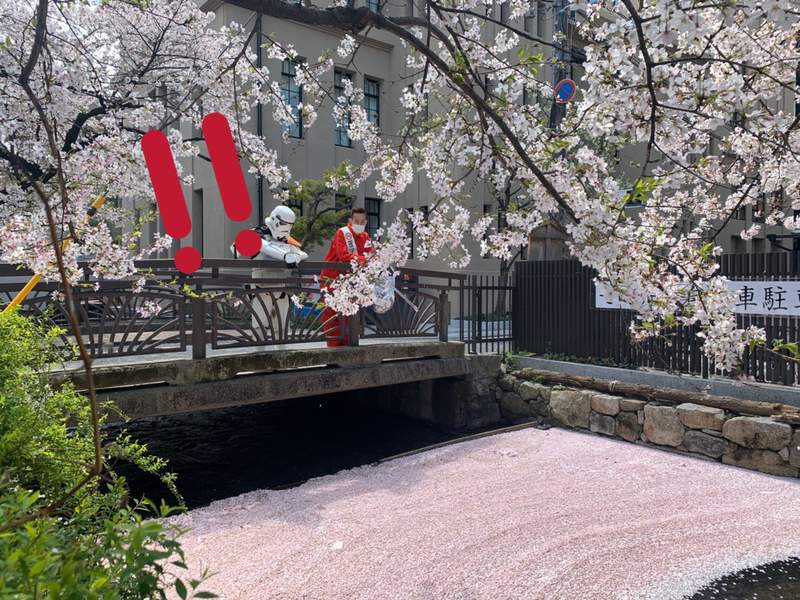 圖片5 花季尾聲絕景《櫻花海》散落水面的櫻花花瓣彷彿粉紅絨毯鋪滿河川... | 宅宅新聞