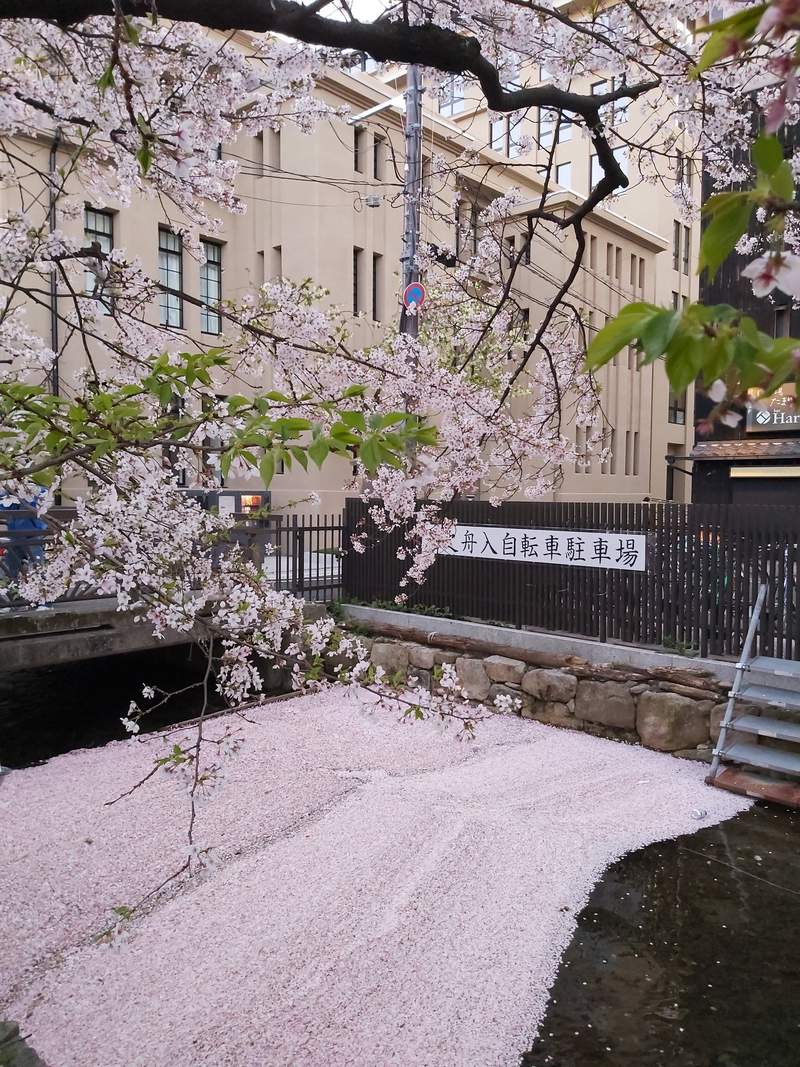 圖片6 花季尾聲絕景《櫻花海》散落水面的櫻花花瓣彷彿粉紅絨毯鋪滿河川... | 宅宅新聞