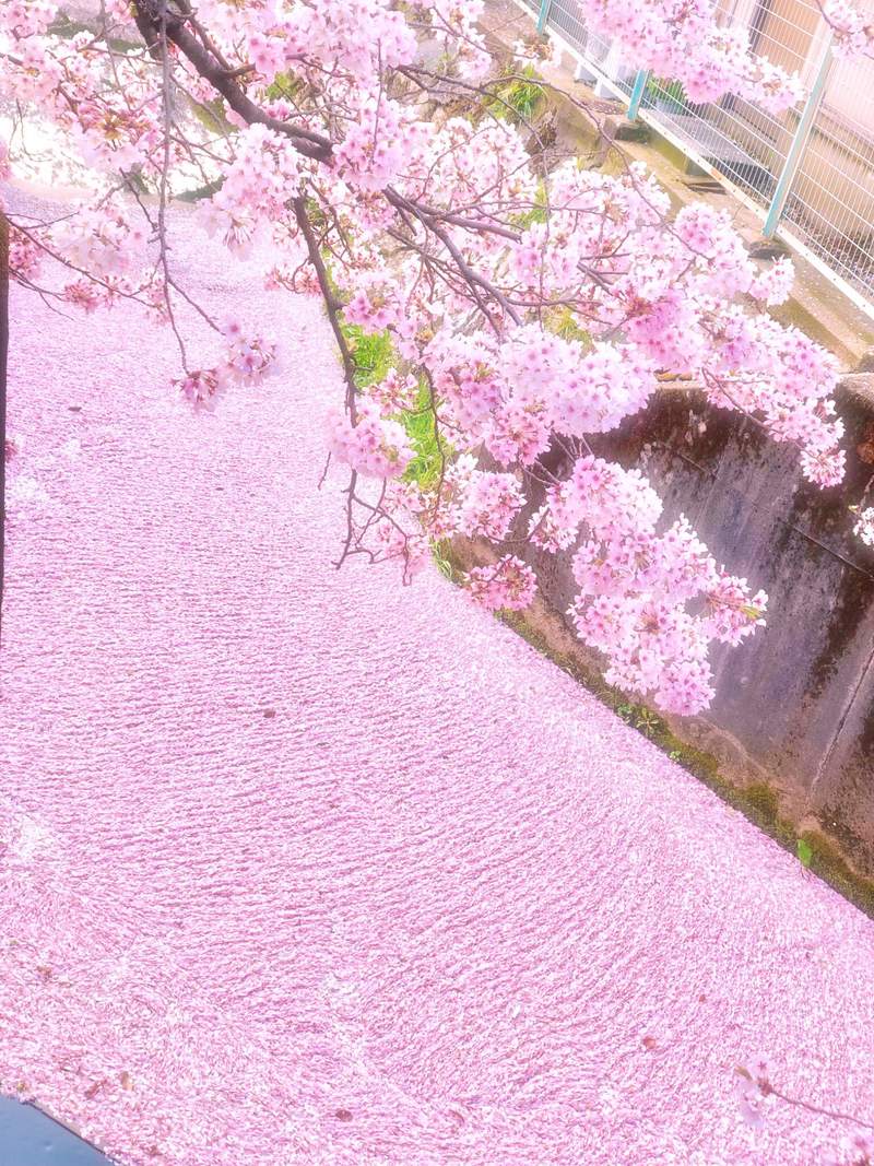 圖片7 花季尾聲絕景《櫻花海》散落水面的櫻花花瓣彷彿粉紅絨毯鋪滿河川... | 宅宅新聞