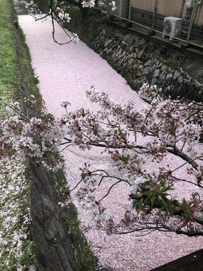 圖片12 花季尾聲絕景《櫻花海》散落水面的櫻花花瓣彷彿粉紅絨毯鋪滿河川... | 宅宅新聞