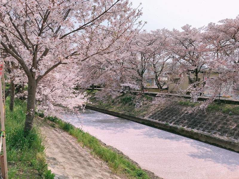 圖片14 花季尾聲絕景《櫻花海》散落水面的櫻花花瓣彷彿粉紅絨毯鋪滿河川... | 宅宅新聞