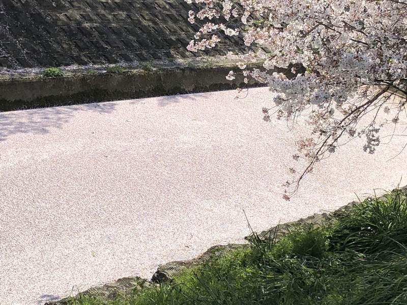 圖片16 花季尾聲絕景《櫻花海》散落水面的櫻花花瓣彷彿粉紅絨毯鋪滿河川... | 宅宅新聞