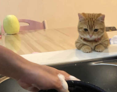 《監督洗碗的貓咪》原本麻煩的清洗作業,竟然因為多了觀眾而不再覺得苦( ´͈ ᗨ `͈ )