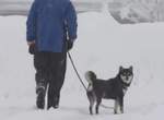 吐槽不可避《NHK的大雪新聞片段》看完只感受到柴犬無論天候都要出門散步的堅持ww 吐槽不可避《NHK的大雪新聞片段》看完只感受到柴犬無論天候都要出門散步的堅持ww