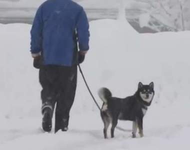 吐槽不可避《NHK的大雪新聞片段》看完只感受到柴犬無論天候都要出門散步的堅持ww