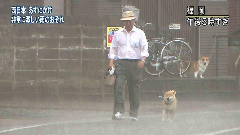 圖片4 吐槽不可避《NHK的大雪新聞片段》看完只感受到柴犬無論天候都要出門散步的堅持ww | 宅宅新聞