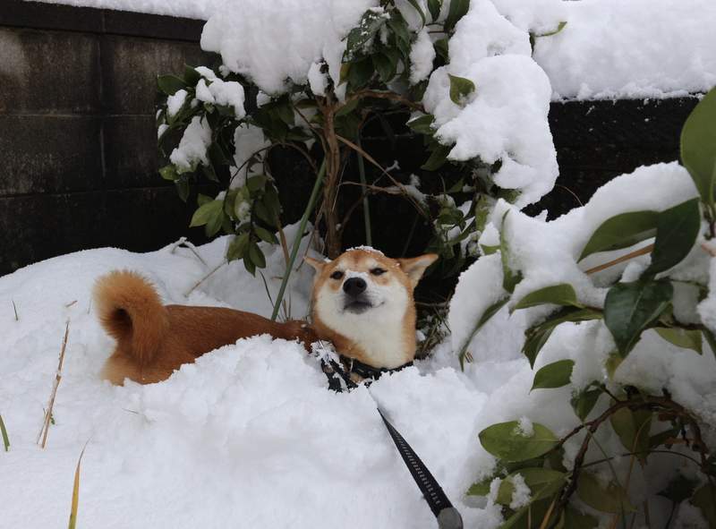 圖片5 吐槽不可避《NHK的大雪新聞片段》看完只感受到柴犬無論天候都要出門散步的堅持ww | 宅宅新聞