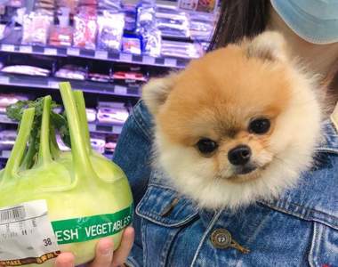 冬季穿搭《把毛孩放進外套裡》又萌又可以保暖的流行趨勢