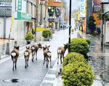 鹿比人多？《奈良鹿群逛大街》肺炎疫情下人類減少外出，鹿們開始入侵鬧區...