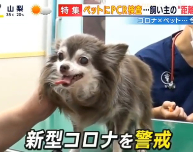 《肺炎疫情下的寵物棄養潮》超害怕貓狗也會感染新冠病毒 恐慌的飼主都說不養了