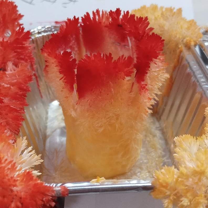 圖片6 天才發想《尿素結晶做出煉獄杏壽郎的頭髮》小2生自創的實驗主題讓大人都甘拜下風 | 宅宅新聞