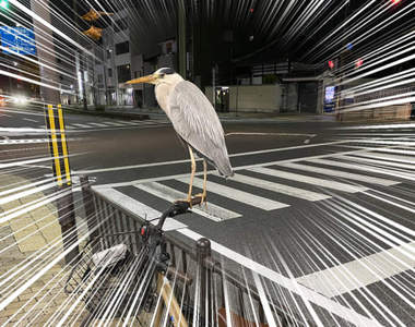 我想回家《被鳥佔領的腳踏車》不走開就是不走開,遇到這種惡霸該如何是好...