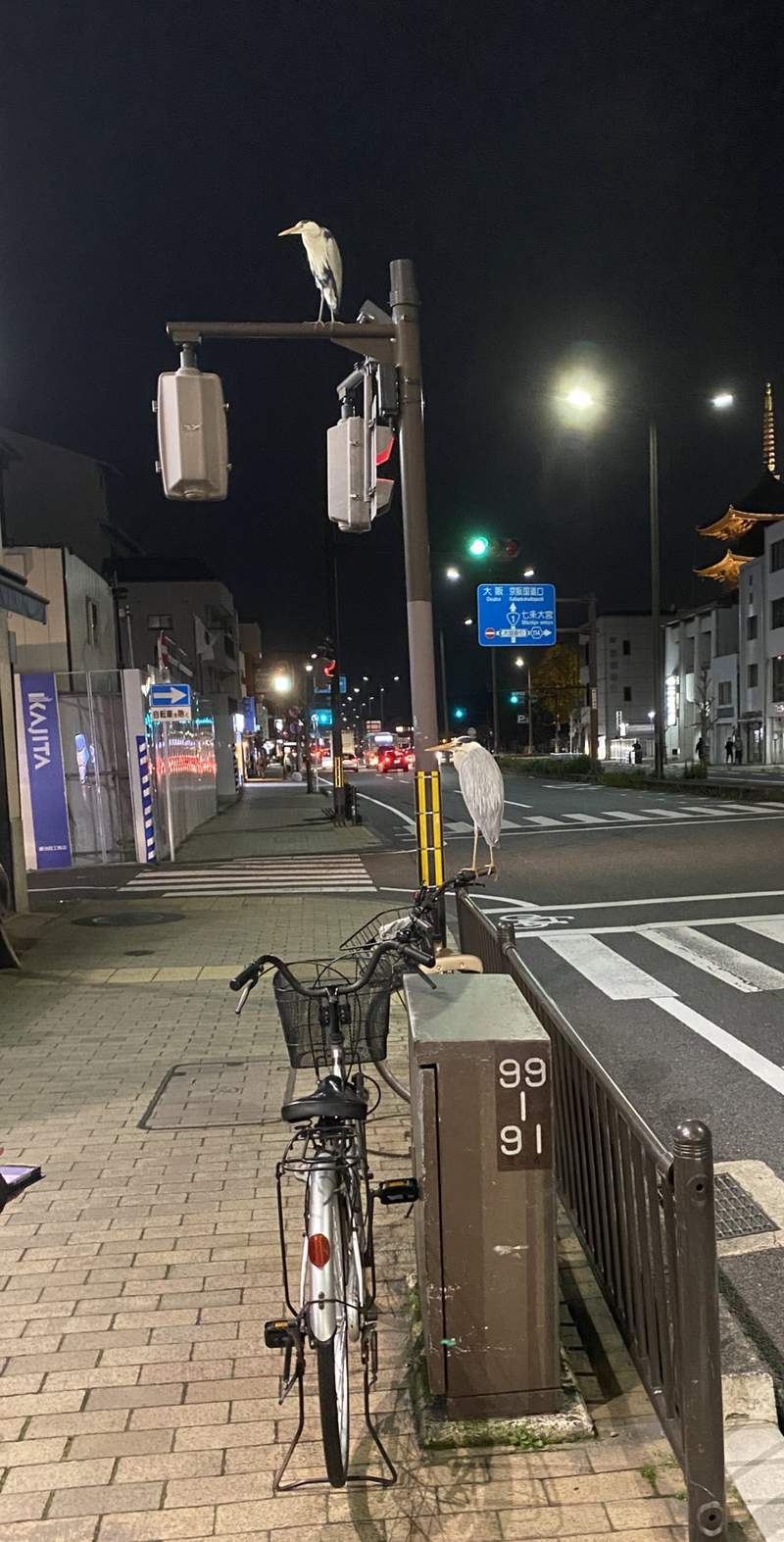圖片4 我想回家《被鳥佔領的腳踏車》不走開就是不走開,遇到這種惡霸該如何是好... | 宅宅新聞
