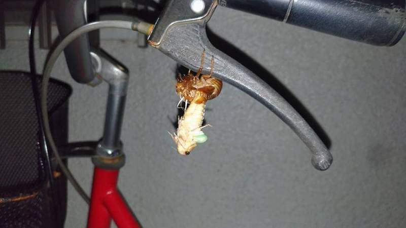 圖片5 我想回家《被鳥佔領的腳踏車》不走開就是不走開,遇到這種惡霸該如何是好... | 宅宅新聞