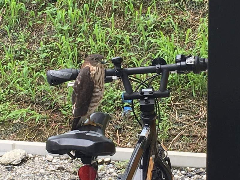 圖片6 我想回家《被鳥佔領的腳踏車》不走開就是不走開,遇到這種惡霸該如何是好... | 宅宅新聞