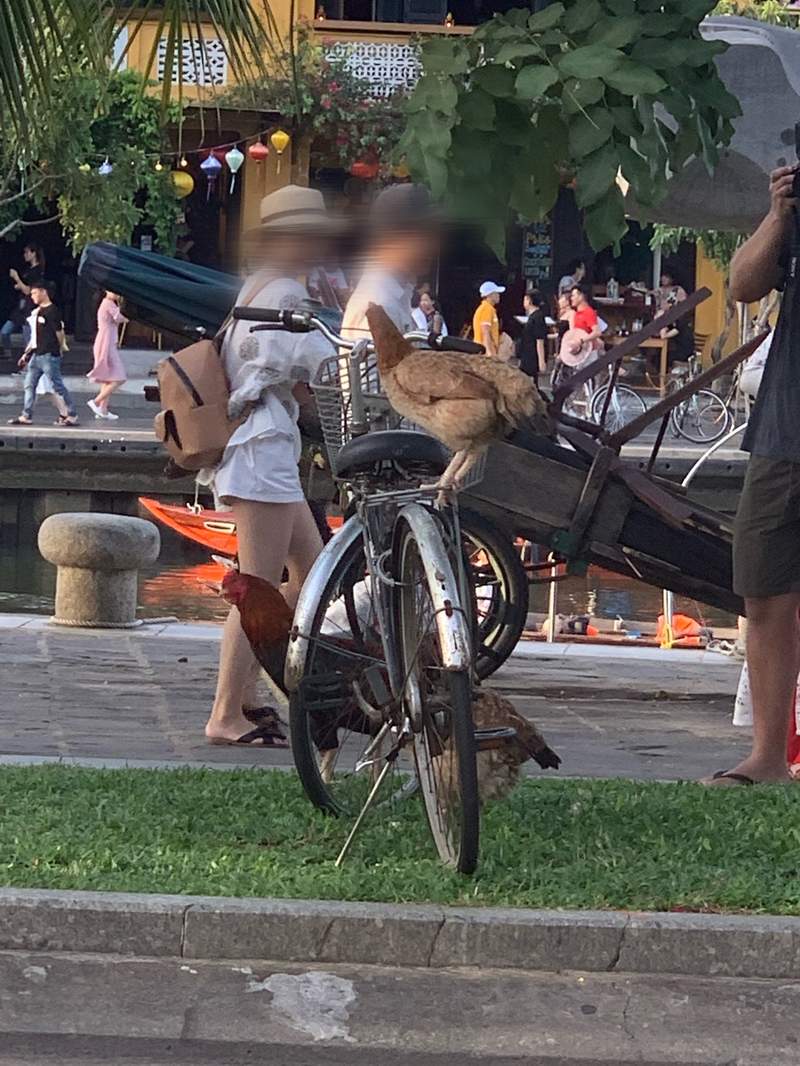 圖片9 我想回家《被鳥佔領的腳踏車》不走開就是不走開,遇到這種惡霸該如何是好... | 宅宅新聞