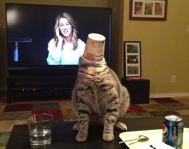 《一吃就開始拼命的毛孩們》太激動往裡鑽還把頭給卡住了