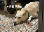 《老家驚見鄰居家的狗》完全當自己家的表情,差點懷疑自己走進別人家ww 《老家驚見鄰居家的狗》完全當自己家的表情,差點懷疑自己走進別人家ww