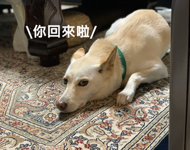 《老家驚見鄰居家的狗》完全當自己家的表情，差點懷疑自己走進別人家ww