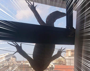 《陽台驚見巨蜥身影》求助推民智慧的結果，巨蜥的真正身分也獲得解答...