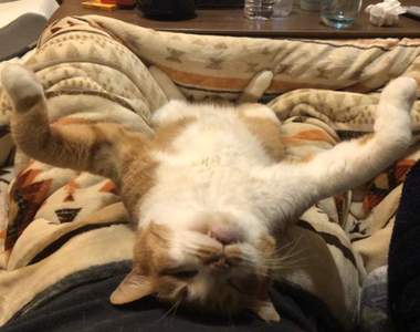 《寵物過新年》久久回老家一次，就看到這些比人類還享受假期的毛孩們...