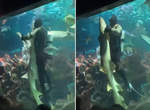 來跳舞吧《潛水員與鯊魚在水族館內的熱舞》所有人都看著水族箱裡在放閃XD 來跳舞吧《潛水員與鯊魚在水族館內的熱舞》所有人都看著水族箱裡在放閃XD