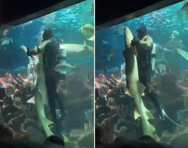 來跳舞吧《潛水員與鯊魚在水族館內的熱舞》所有人都看著水族箱裡在放閃XD