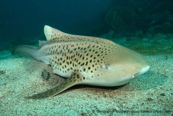 來跳舞吧 潛水員與鯊魚在水族館內的熱舞 所有人都看著水族箱裡在放閃xd