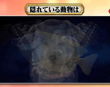 日綜測驗《通過第一眼看見的動物測性格》以為自己看見了狗,但結果是隻狼...