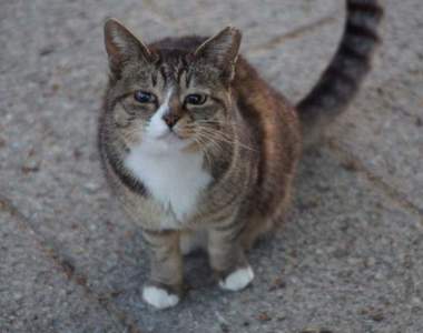 裡面有人嗎?《貓的眼神》彷彿自己會被完全看透的靈性眼神,到底想表達些什麼?