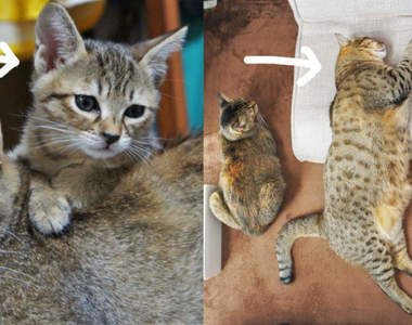 前後判若兩貓《貓的成長》當初趴在母貓身上的孩子,3年後竟然變這樣...(⊙_⊙)