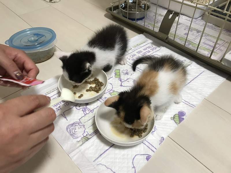 圖片19 前後判若兩貓《貓的成長》當初趴在母貓身上的孩子,3年後竟然變這樣...(⊙_⊙) | 宅宅新聞