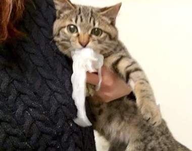 現行犯逮捕《意志堅定的小偷貓》偷吃到的蒟蒻絲，說不鬆口就不鬆口（緊咬）