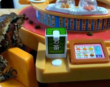 【有片】《青蛙專用迴轉壽司》追著迴轉的飼料跑，根本變相的吃到飽餐廳啊ww