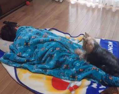 《爆笑狗狗怪癖》原本以為要叫哥哥起床的拉被動作，下一秒笑翻萬名網友wwww