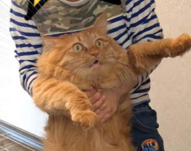 《貓的絕望一瞬間》到底遭受什麼打擊才能讓貓露出彷彿世界末日般的絕望表情?...