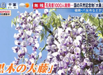 《620年紫藤花海剪光光》不希望八女黑木大藤吸引太多觀光客 鬼滅之刃粉絲難掩惋惜 《620年紫藤花海剪光光》不希望八女黑木大藤吸引太多觀光客 鬼滅之刃粉絲難掩惋惜
