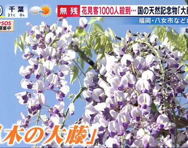 《620年紫藤花海剪光光》不希望八女黑木大藤吸引太多觀光客 鬼滅之刃粉絲難掩惋惜