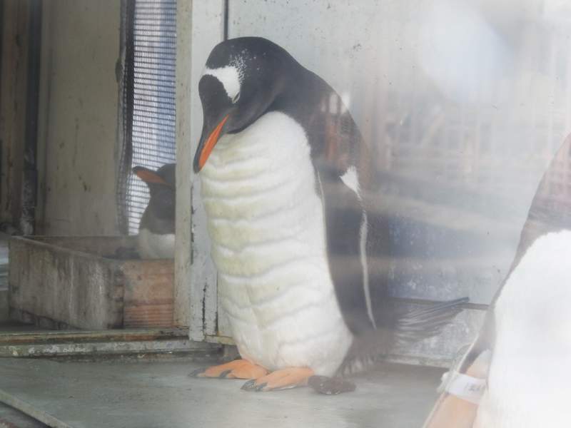 圖片4 休園中的水族館驚見《腹肌企鵝》難道是防疫期間太閒不小心鍛鍊出的結果? | 宅宅新聞