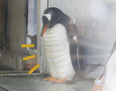 休園中的水族館驚見《腹肌企鵝》難道是防疫期間太閒不小心鍛鍊出的結果?