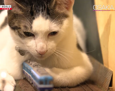 《貓的報恩拯救鐵道食堂》流浪貓化身哥吉拉破壞城市博人氣 店長天天修復模型無怨無悔