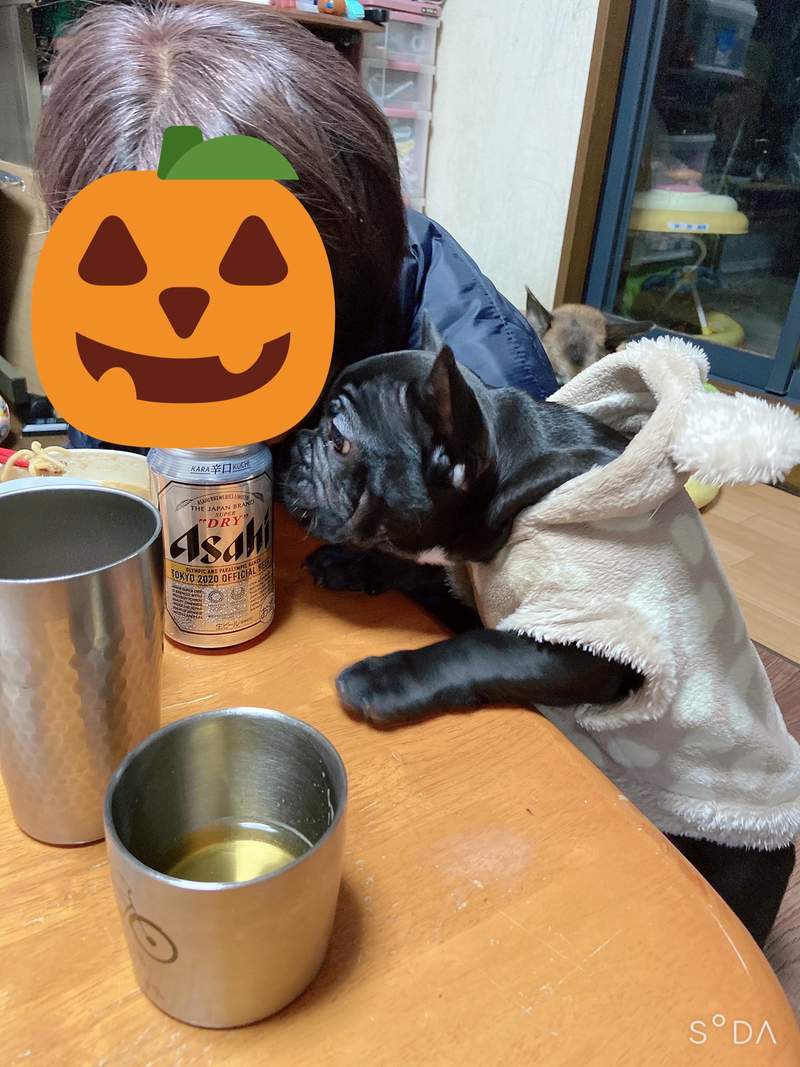 圖片10 《自從養了柴犬我爸變這樣》短短三天老爸就被完全收服的模樣,原來是不少飼主的共同經歷ww | 宅宅新聞