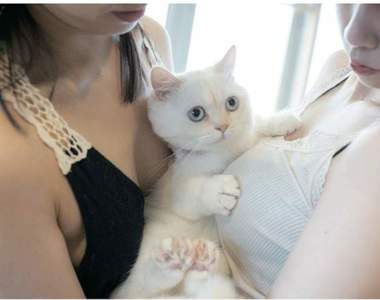 青山裕企《貓咪與歐派寫真書》好想當那隻貓~好想好想❤❤❤