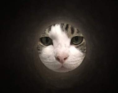 《滿月貓》透過圓筒拍貓咪的新流行，拍太成功也可能淪為素材就是惹ww