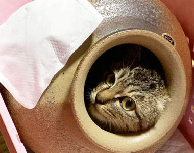 喜歡待在陶罐裡的《壺貓》比起紙箱這裡住起來更爽