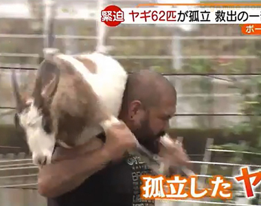 《從河水氾濫救出的山羊》半年前差點被沖走的山羊現在怎麼了？沒地方賣大量繁殖中